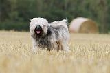 TERRIER DU TIBET 013